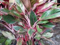 Aglonema plants are ornamental plants.