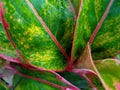 Aglonema Red Lipstik or Siam Aurora. This ornamental plant has a beautiful red color on the edge of the leaves Royalty Free Stock Photo