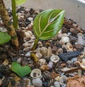 Aglonema shoots in pots Sungailiat, Bangka Belitung Islands, Indonesia