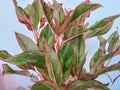 Aglonema Siam Aurora is an ornamental plant with beautiful leaves. Its charm and exotic beauty lie in its leaves.