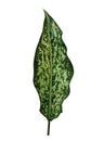 Aglonema snow white leaf, beras kutah or chinese evergreen plant, isolated on white background