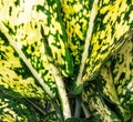 Aglonema Snowwhite Leaves Royalty Free Stock Photo