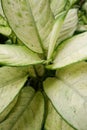 Aglonema super white flowers, ornamental plants with beautiful white leaves in the garden Royalty Free Stock Photo