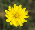 Agoseris Glauca Royalty Free Stock Photo