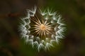 Agoseris Seedpod from Above Royalty Free Stock Photo