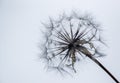 Agoseris Seedpod Silhouette