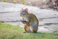 Agouti agoutis or Sereque rodent sitting on the grass holding some food in paws. Rodents of the Caribbean.