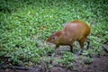 Agouti - Copan, Honduras