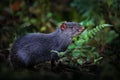 Agouti in nature. Detail head portrait of agouti. Black agouti, Dasyprocta fuliginosa, Sumaco, Ecuador. Cute animal in the nature