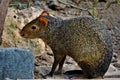 Agouti sitting in front of a bush and looking Royalty Free Stock Photo