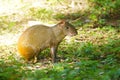 Agouti Royalty Free Stock Photo