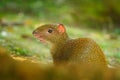 Agouti in the tropic forest. Animal in nature habitat, green jungle. Big wild mouse in green vegetation. Cute agouti, green grass.