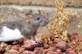 Agouti and white rat Royalty Free Stock Photo