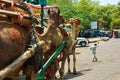 Agra, India : Camel cart carriage for tourists near Tajmahal due to prohibition of petrol / diesel vehicle within
