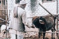 Agradwip, West Bengal, India - Dec 8, 2019. The farmer stroking a calf on farm in Indian village.