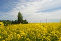 Agrarian blooming yellow field on a background of clouds