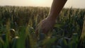 Agrarian hand running wheat ears close up. Farmer check cereal crop at sunset. Royalty Free Stock Photo