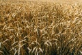 Agrarian industry. Field of ripe wheat. Harvest time