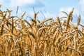 Agrarian industry. Field of ripe wheat. Harvest time