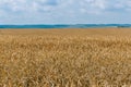 Agrarian industry. Field of ripe wheat. Harvest time