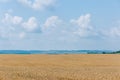 Agrarian industry. Field of ripe wheat. Harvest time