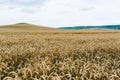 Agrarian industry. Harvest time. Fields of ripe wheat