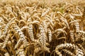 Agrarian industry. Harvest time. Fields of ripe wheat