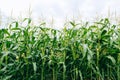 Agrarian industry. Plants of green corn on the sky