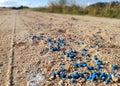 Small balls of mineral fertilizer for winter cultivation spilled on the rural dirt road. Agricultural scene.