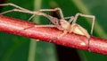 Agrarian Sac Spider Royalty Free Stock Photo