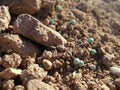 Agrarian scene. Small balls of mineral fertilizer. Chemical manure strewn. Rural.