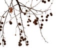 Agregate balls of the seeds of a plane tree Royalty Free Stock Photo