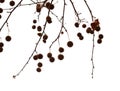 Agregate balls of the seeds of a plane tree Royalty Free Stock Photo