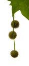 Agregate balls of the seeds of a plane tree Royalty Free Stock Photo