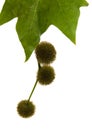 Agregate balls of the seeds of a plane tree Royalty Free Stock Photo