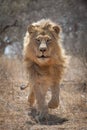 Agresive Adult male African Lion running Kruger Park South Africa Royalty Free Stock Photo