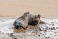 Agression amongst adult male grey seals, Halichoerus grypus, at the start of pup season, Horsey, Norfolk, UK Royalty Free Stock Photo