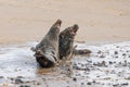 Agression amongst adult male grey seals, Halichoerus grypus, at the start of pup season, Horsey, Norfolk, UK