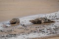 Agression amongst adult male grey seals, Halichoerus grypus, at the start of pup season, Horsey, Norfolk, UK