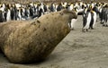 Agressive Bull Elephant Seal