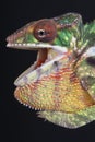 Agressive Chameleon / Furcifer pardalis