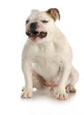 Agressive dog Royalty Free Stock Photo