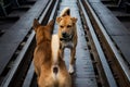 Agressive dogs stare and fight on railway Royalty Free Stock Photo