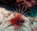 Agressive lion-fish