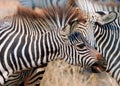 An agressive looking zebra with mouth open as if biting another zebra Royalty Free Stock Photo