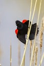 Agressive male Red-winged blackbird claiming his territory Royalty Free Stock Photo