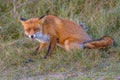 Agressive red fox