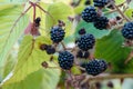 Agrestic blackberries growing on the bush in forest Royalty Free Stock Photo