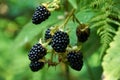 Agrestic blackberries