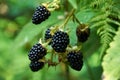 Agrestic blackberries Royalty Free Stock Photo